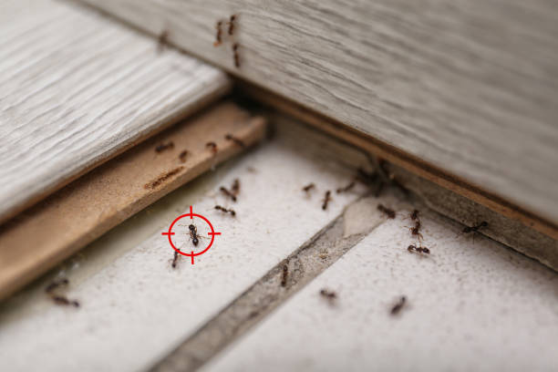 Flea Control Services in Percy, IL