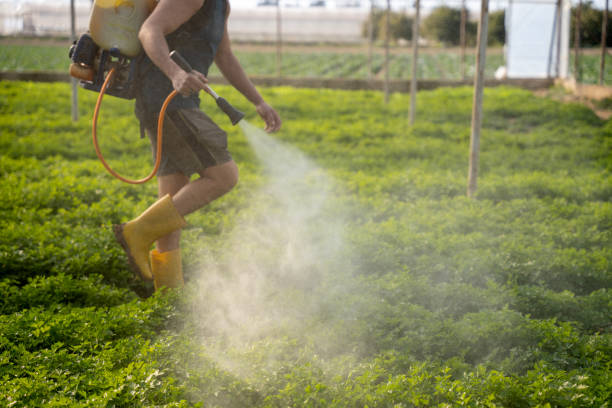 Best Affordable Pest Control Services  in Percy, IL