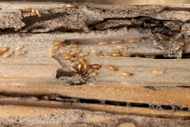 Professional Pest Control in Percy, IL