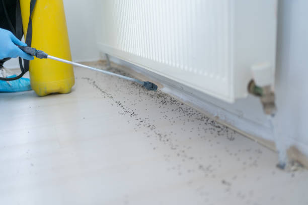 Best Termite Control Services  in Percy, IL