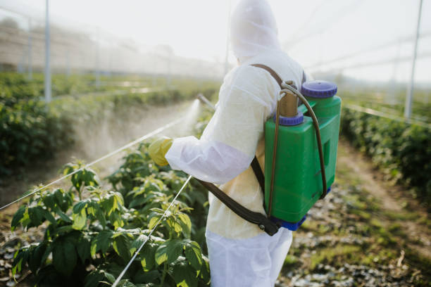 Best Flea Control Services  in Percy, IL